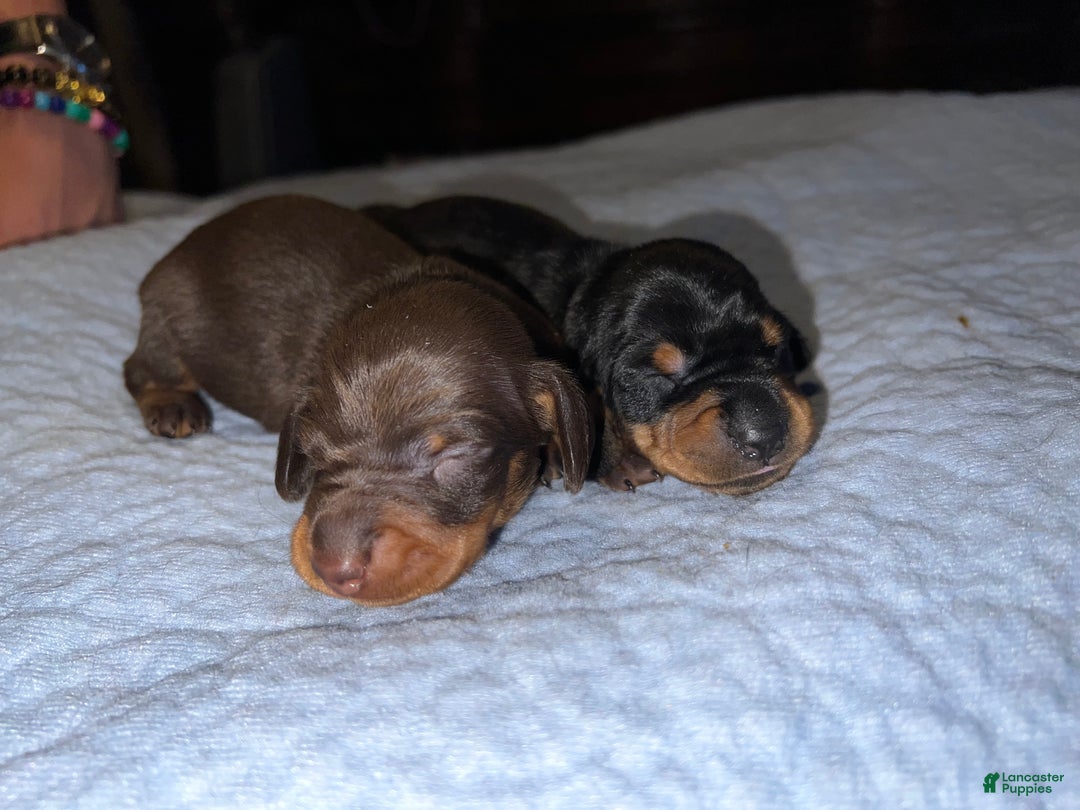 Miniature Dachshund dogs for sale: Smooth Russian 2 champion parents - Ad 6