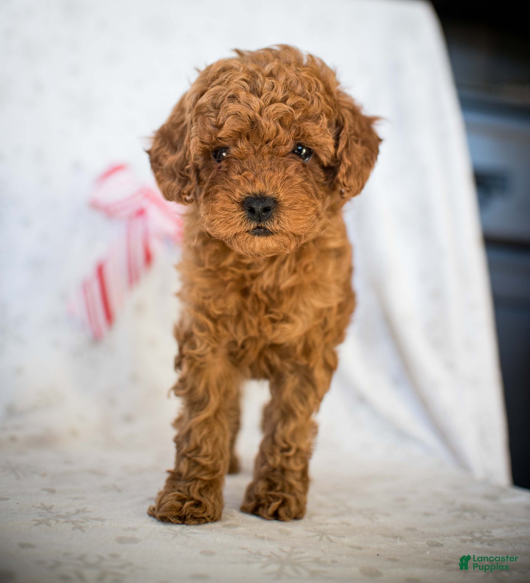Miniature Poodle dogs for sale: Cindy Lou - Ad 3