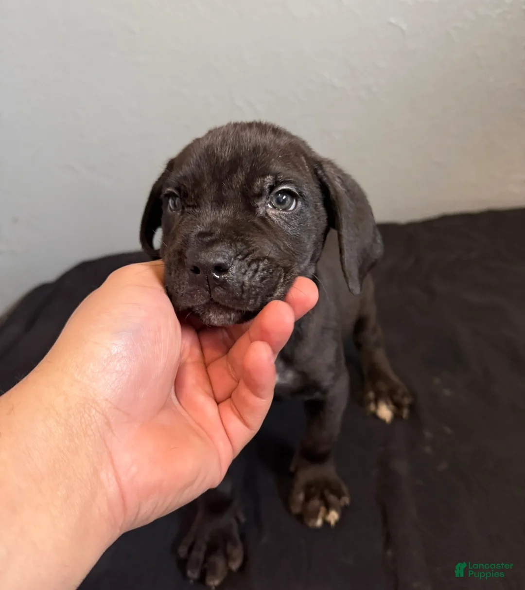 Cane Corso dogs for sale: Rogue - Ad 1