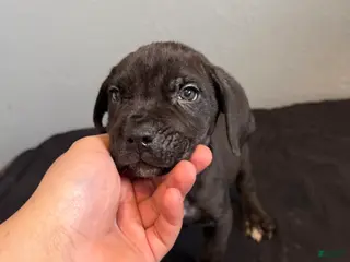 Cane Corso dogs Rogue - Ad 31