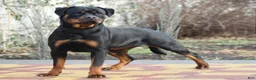 Rottweiler dogs for sale: Rocky - Ad 6