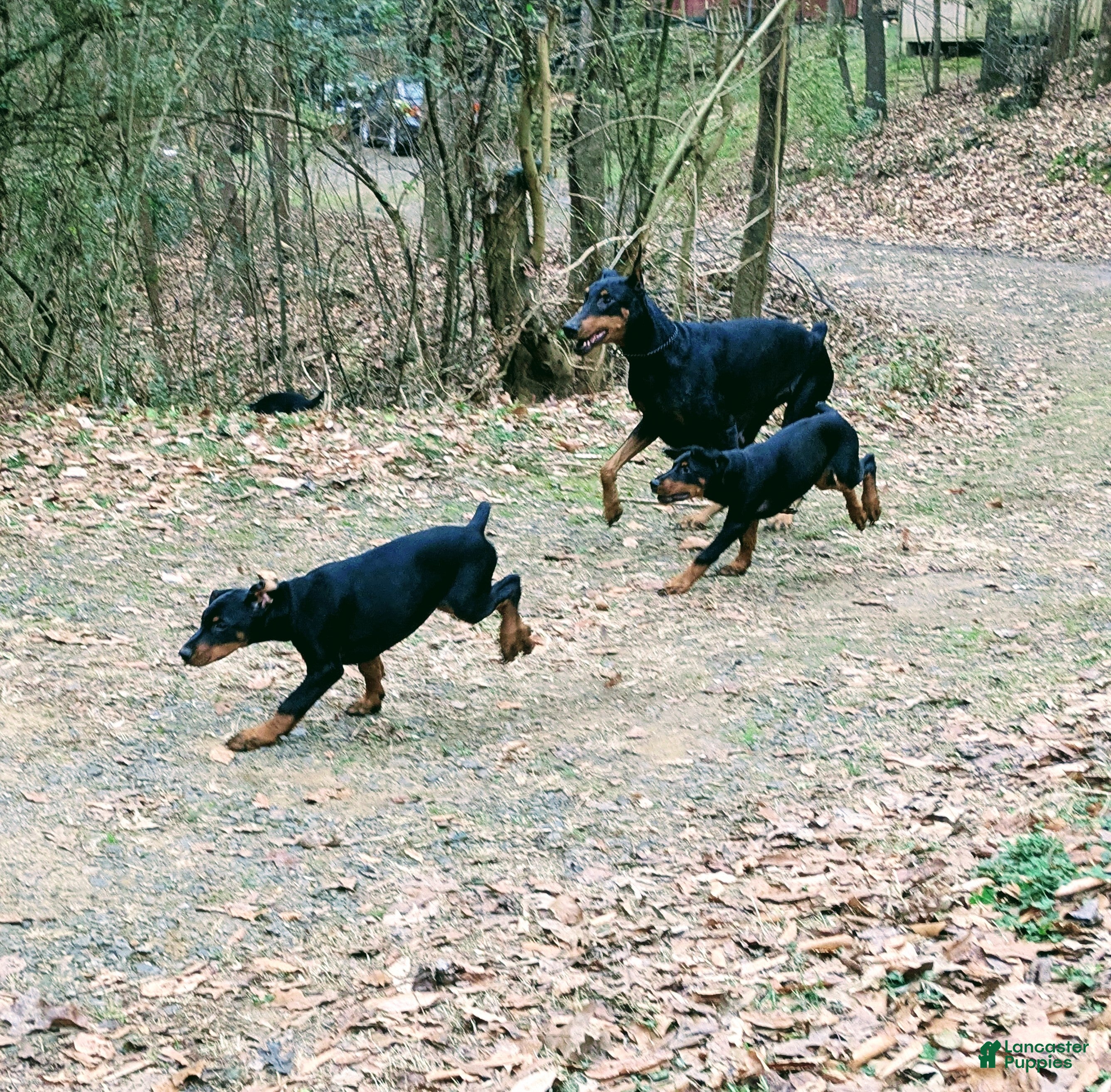 Doberman Pinscher dogs Doberman Pinscher Puppy 8 - Ad 2