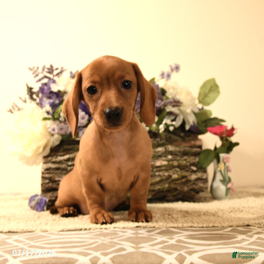 Miniature Dachshund dogs Corey - Ad 1