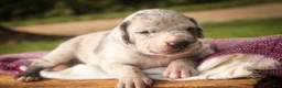 Great Dane dogs for sale: Beulah Great Dane  - Ad 6