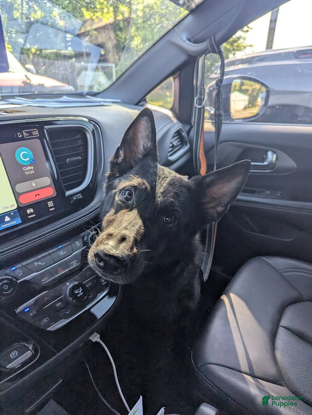 Mixed Breed dogs for sale: Nebula  - Ad 9