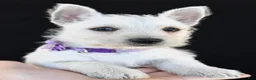 West Highland Terrier dogs for sale: Kara - Ad 9