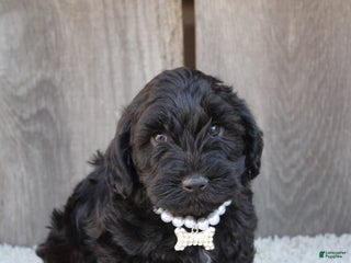 Yorkiepoo dogs - Ad 4