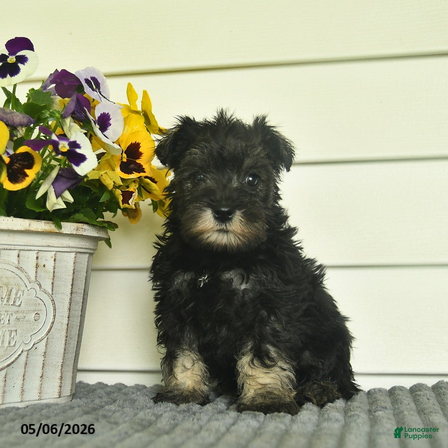 Miniature Schnauzer dogs Jojo  - Ad 2