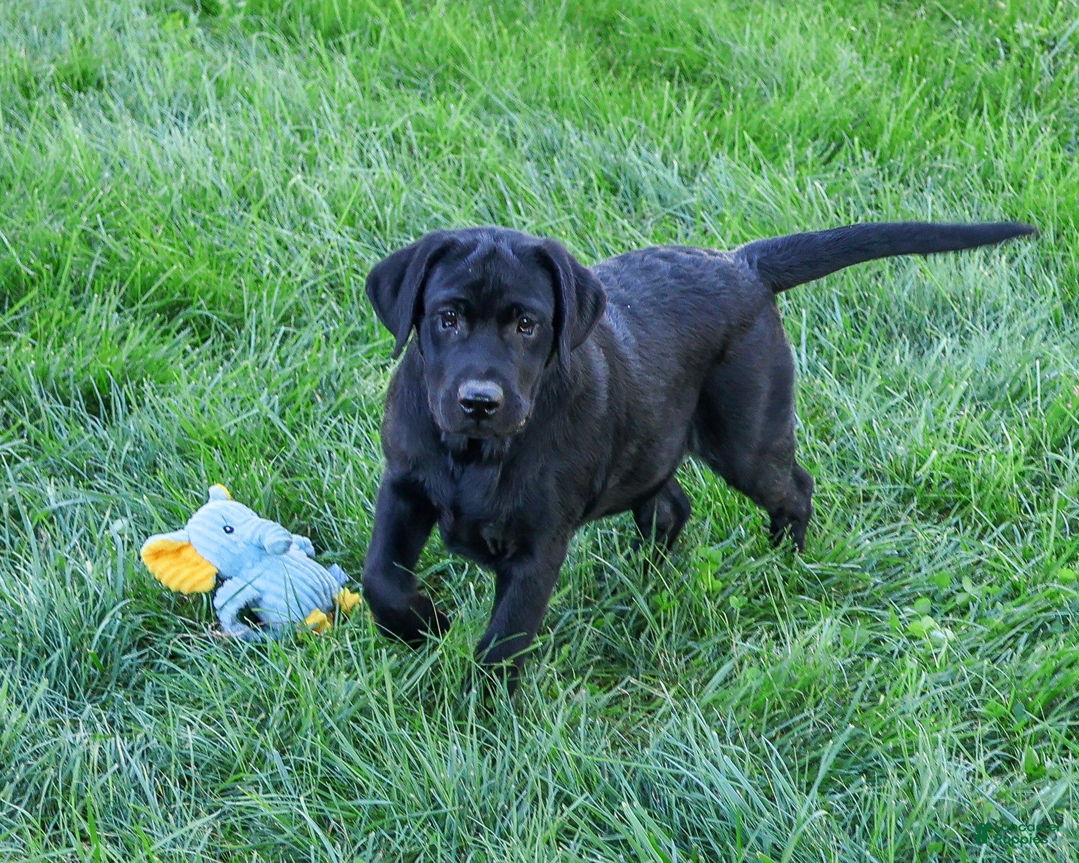 Labrador Retriever dogs Shawn - Ad 2
