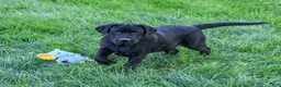 Labrador Retriever dogs for sale: Shawn - Ad 2