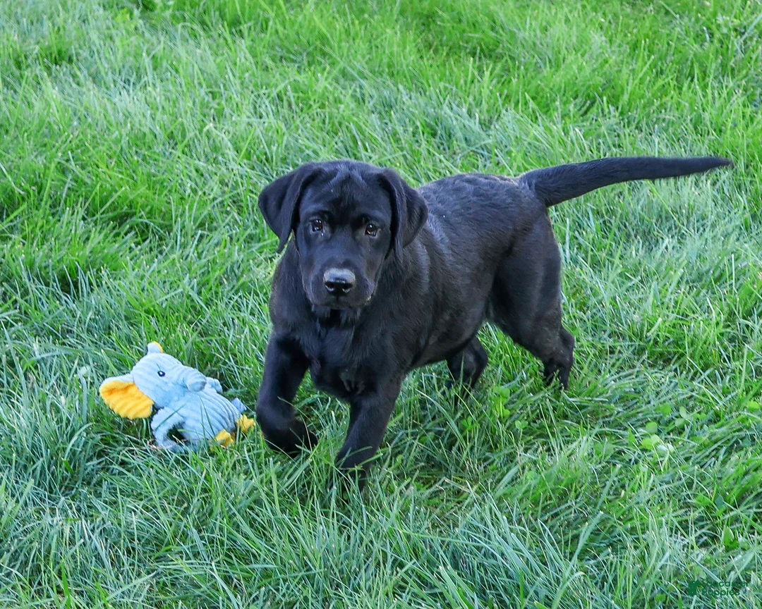 Labrador Retriever dogs for sale: Shawn - Ad 2
