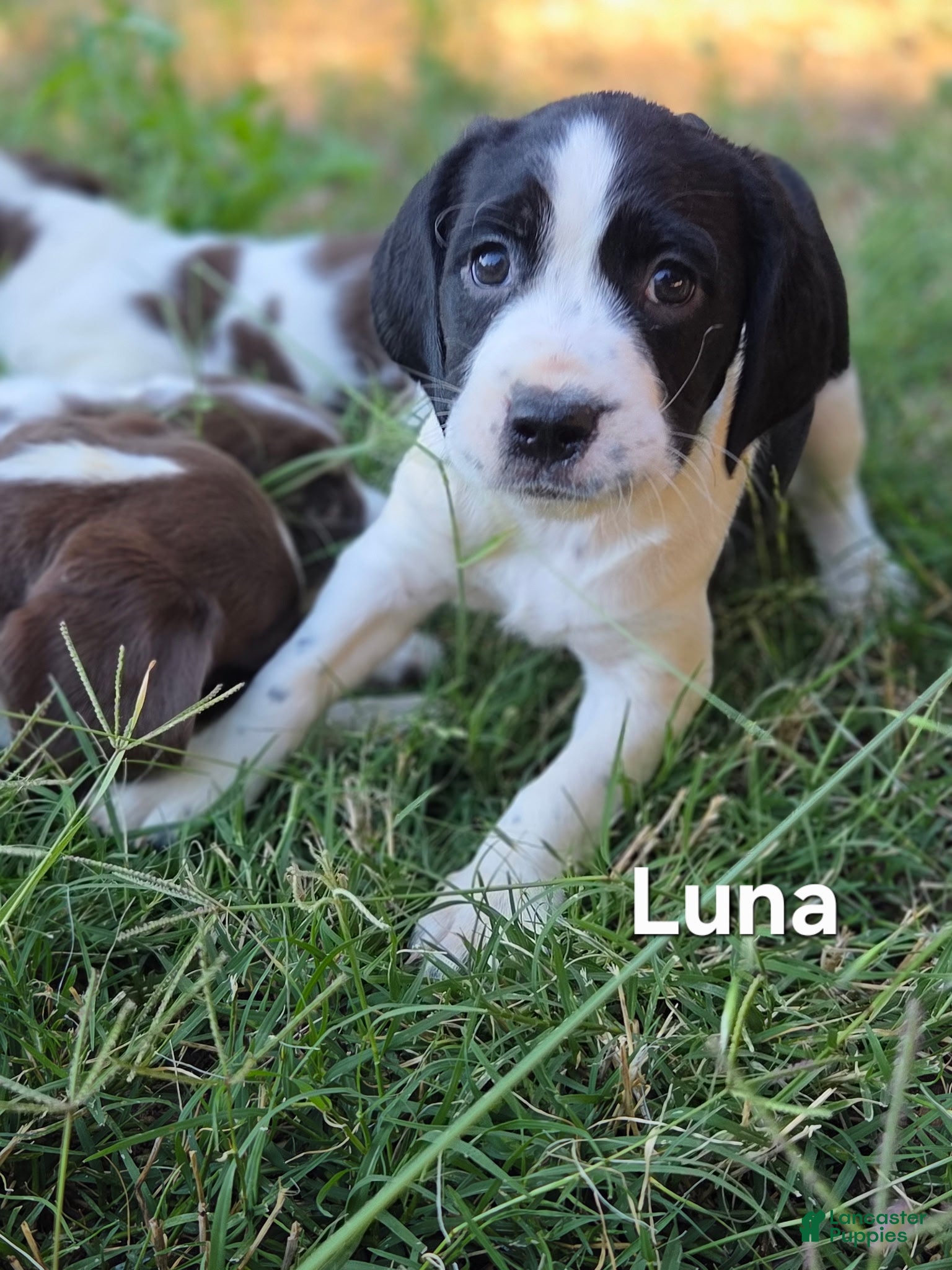 Mixed Breed dogs Luna - Ad 32