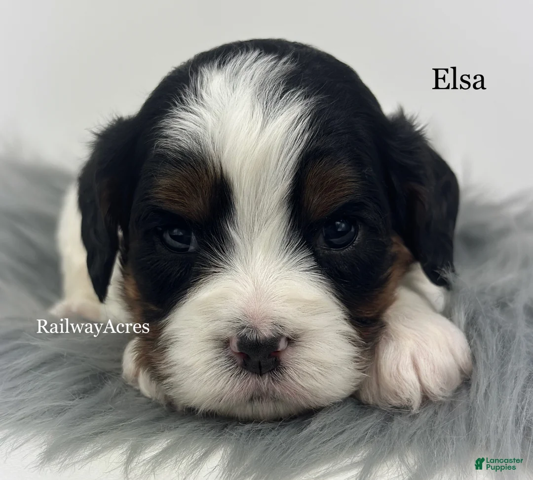 Cavapoo dogs for sale: Elsa - Ad 1