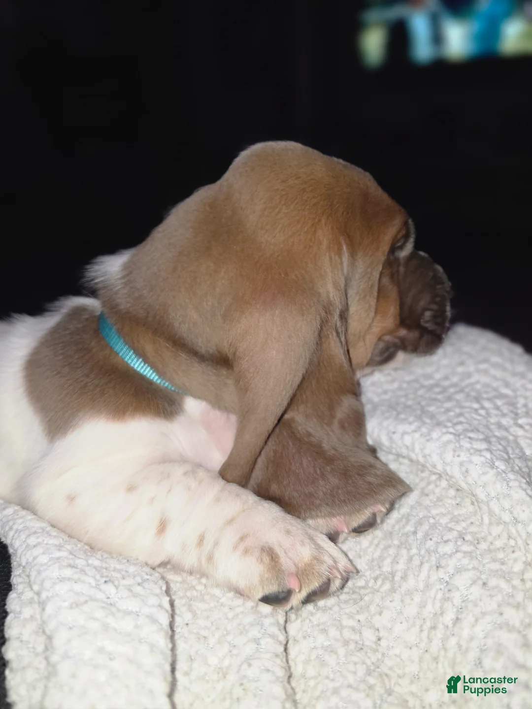Basset Hound dogs for sale: 💙 READY NOW blue collar - Ad 2