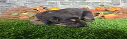 German Shepherd dogs for sale: German Shepherd 1 - Ad 3
