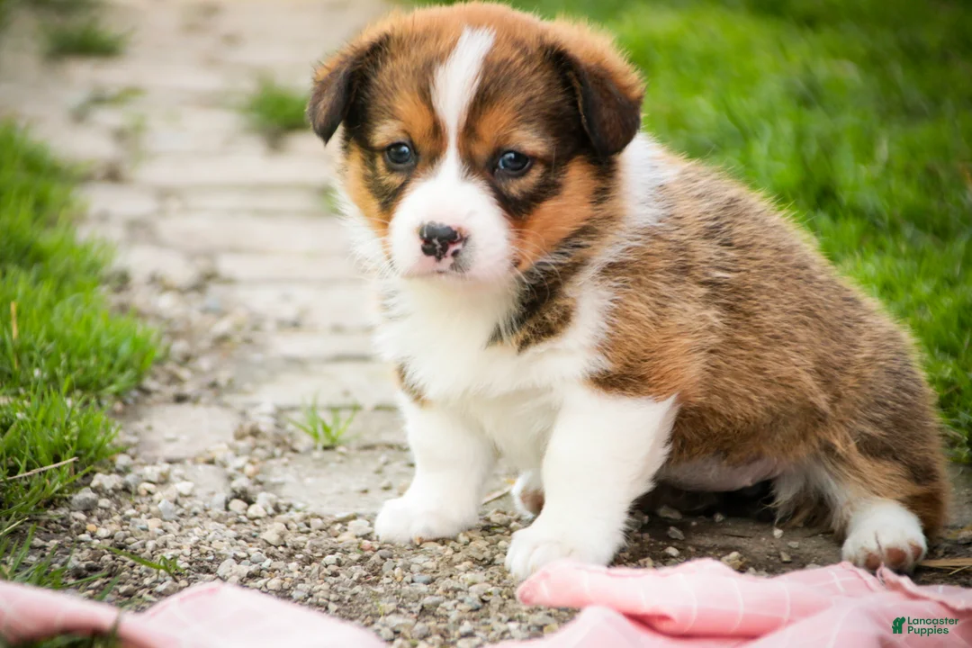 Welsh Corgi Pembroke dogs for sale: Giselle - Ad 2