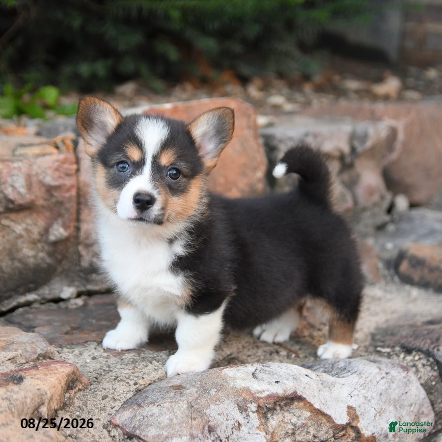 Welsh Corgi Pembroke dogs Basil - Ad 2