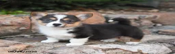 Welsh Corgi Pembroke dogs for sale: Basil - Ad 2