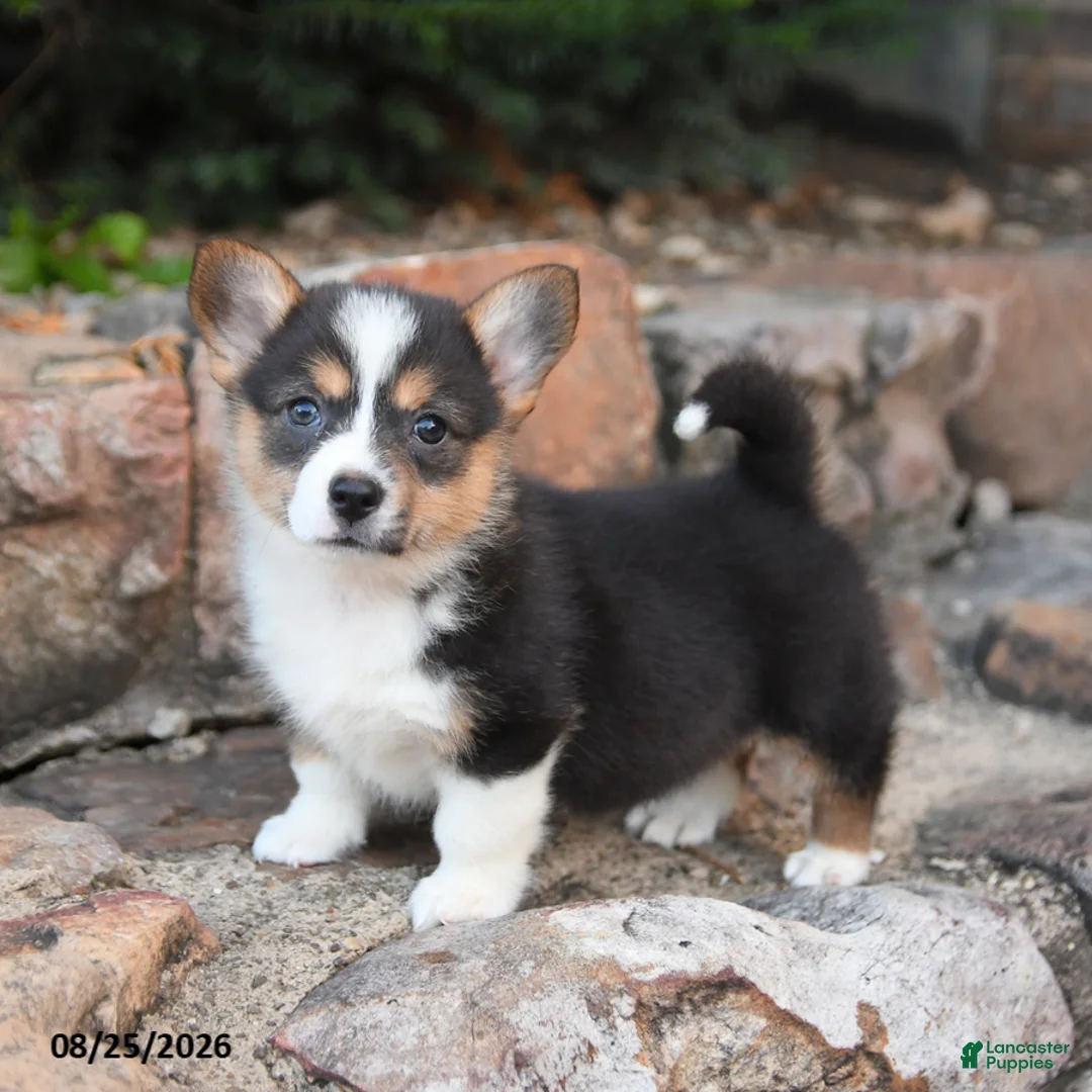 Welsh Corgi Pembroke dogs for sale: Basil - Ad 2