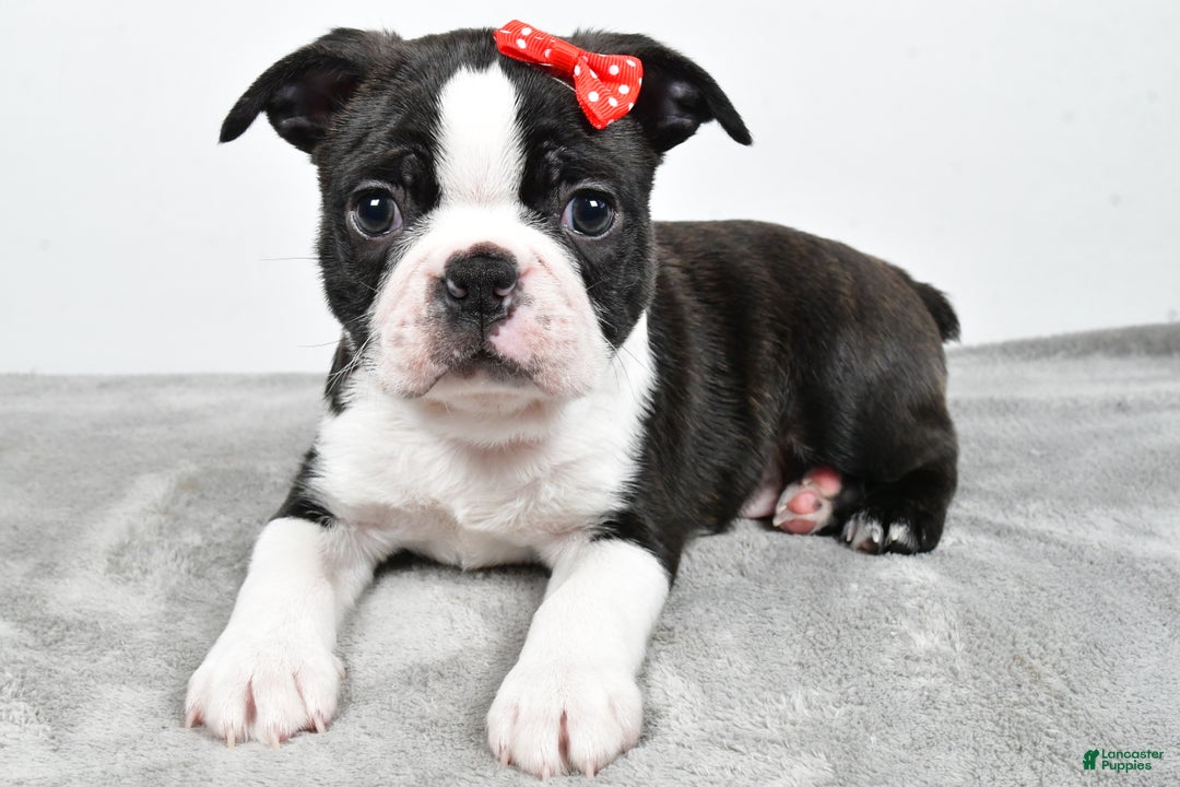 Mixed Breed dogs for sale: Snickers - Ad 1