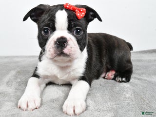 Mixed Breed dogs Snickers - Ad 42