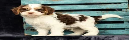 Cavapoo dogs for sale: Wendell - Ad 4