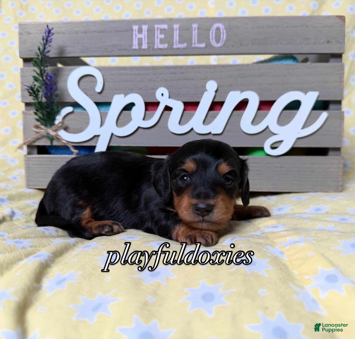 Miniature Dachshund dogs AKC Black & Tan Long Haired Male Miniature Dachshund Puppy  - Ad 1