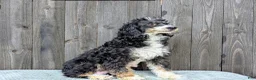 Mini Bernedoodle dogs for sale: Ceaser  - Ad 4