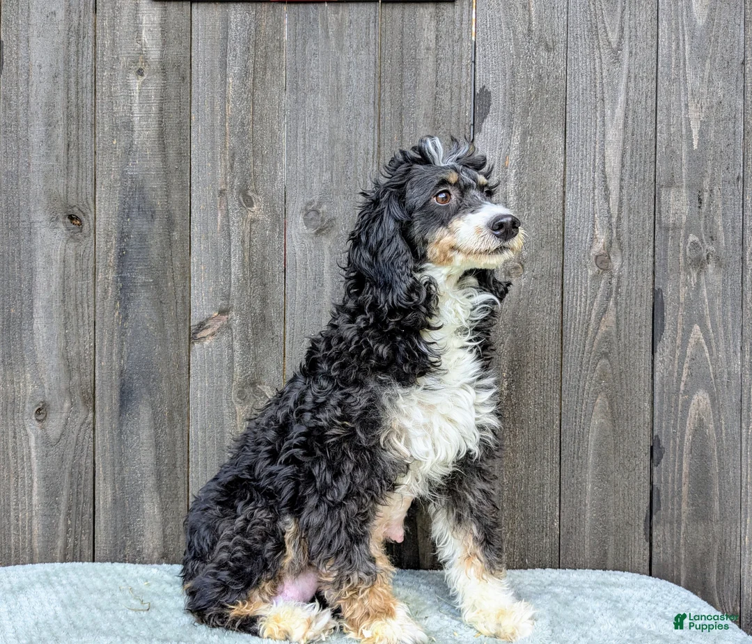 Mini Bernedoodle dogs for sale: Ceaser  - Ad 4
