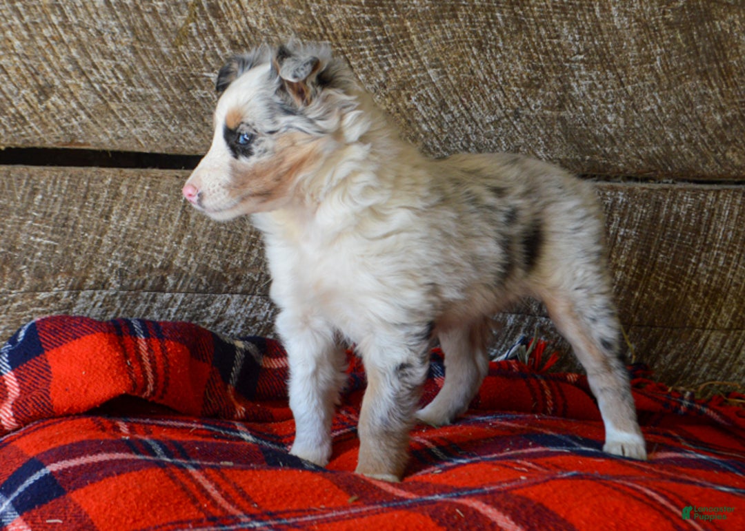 Mixed Breed dogs for sale: Petunia - Ad 3