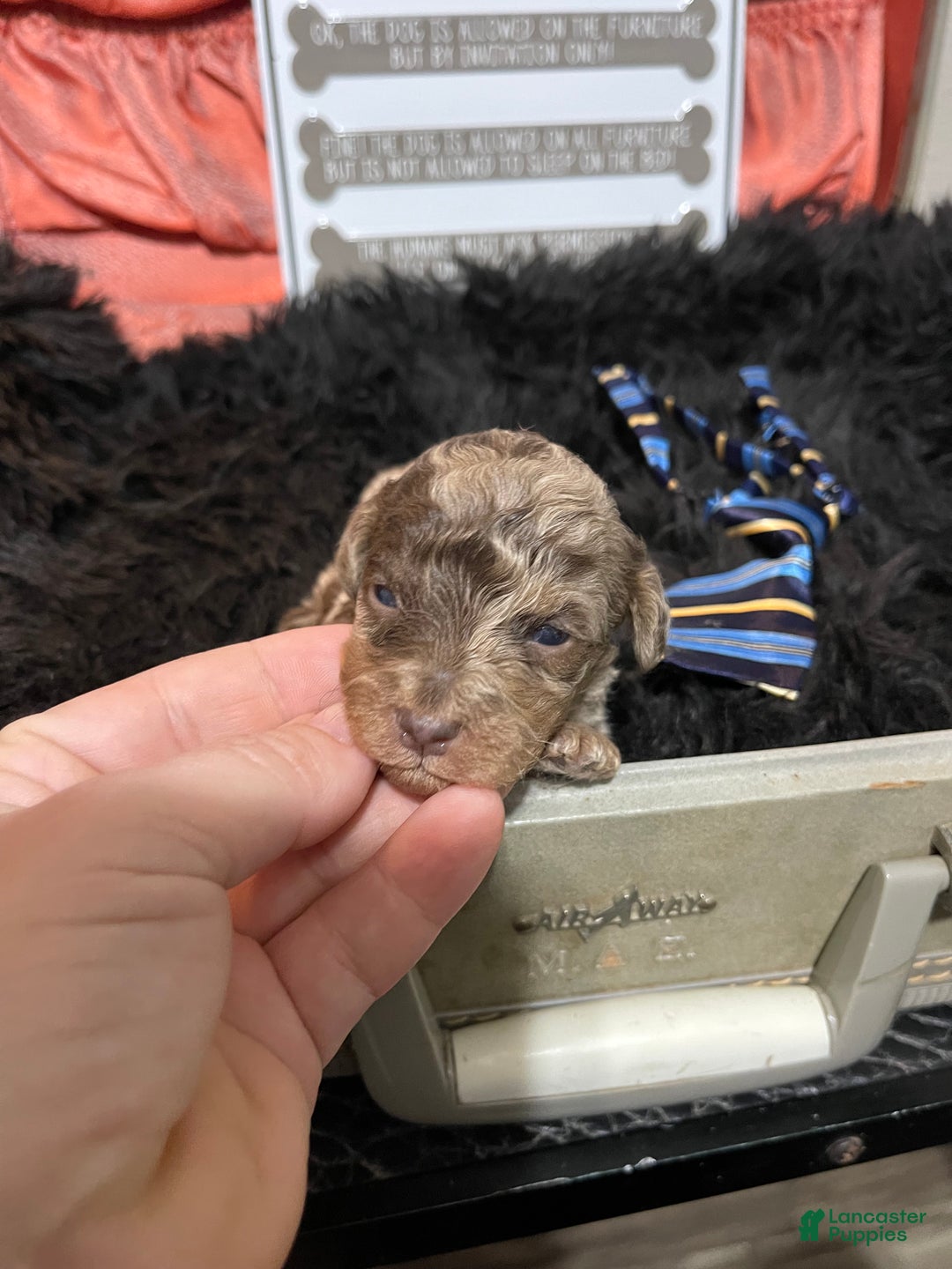 Miniature Poodle dogs for sale: Miniature Poodle Puppy 1 - Ad 23