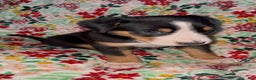 Greater Swiss Mountain Dog dogs for sale: Holly Jolly  - Ad 2