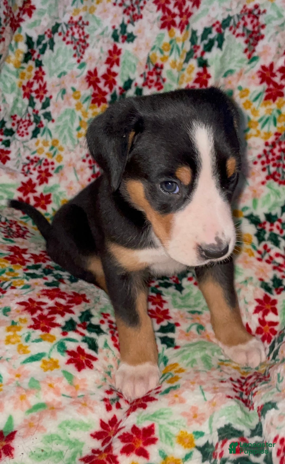 Greater Swiss Mountain Dog dogs for sale: Holly Jolly  - Ad 2