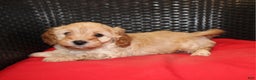 Cavapoo dogs for sale: Rudolph  - Ad 1