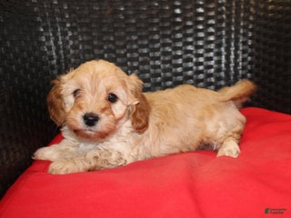 Cavapoo dogs Rudolph - Ad 33