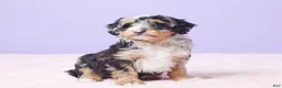 Mini Bernedoodle dogs for sale: Polly - Ad 9