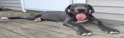 Great Dane dogs for sale: Diamond - Ad 24