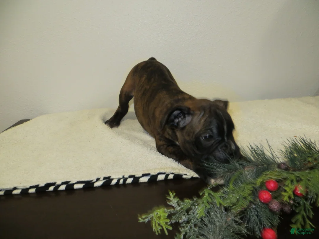 Boxer dogs for sale: 🛶CONUE - Ad 6