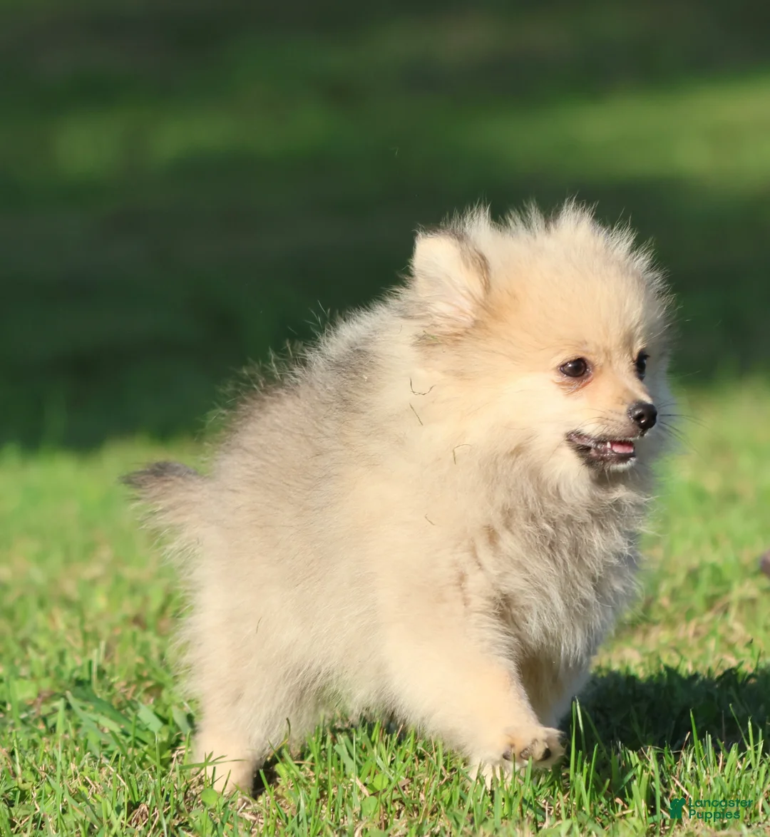 Pomeranian dogs for sale: Wolfie - Ad 2
