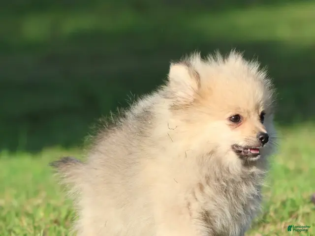 Pomeranian dogs for sale: Wolfie - Ad 2