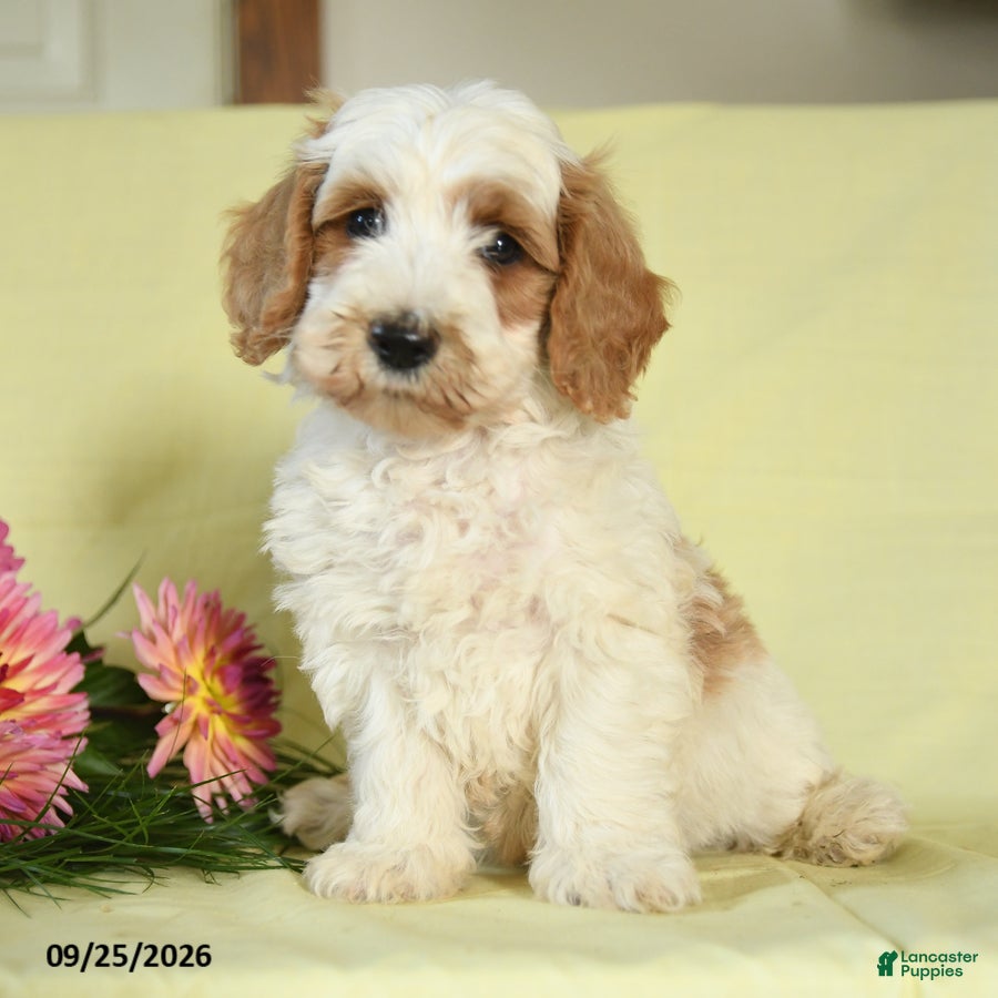Mini Goldendoodle dogs for sale: Tank - Ad 1
