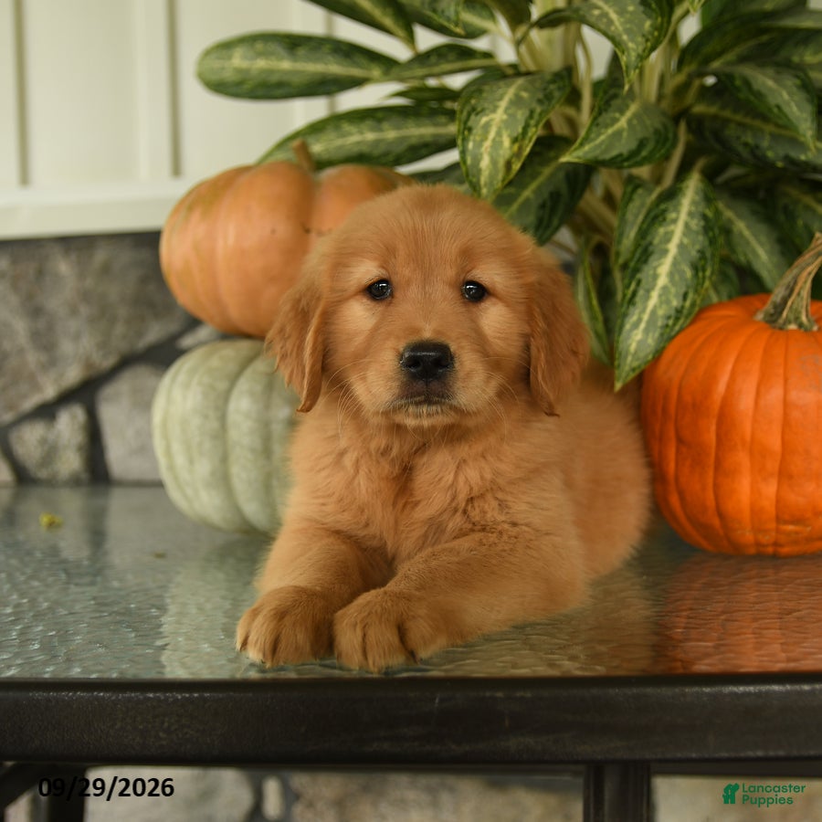 Labrador Retriever dogs Fay - Ad 2