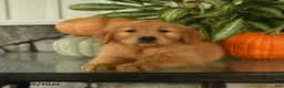 Labrador Retriever dogs for sale: Fay - Ad 2