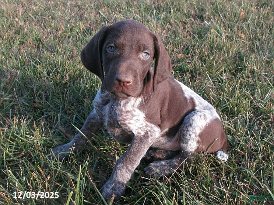 German Shorthaired Pointer dogs Ashton - Ad 1
