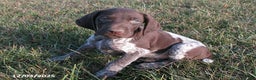 German Shorthaired Pointer dogs for sale: Ashton - Ad 1