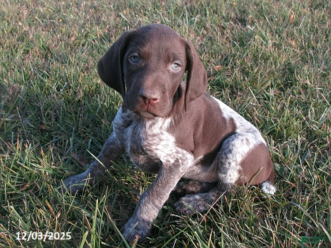 German Shorthaired Pointer dogs for sale: Ashton - Ad 1
