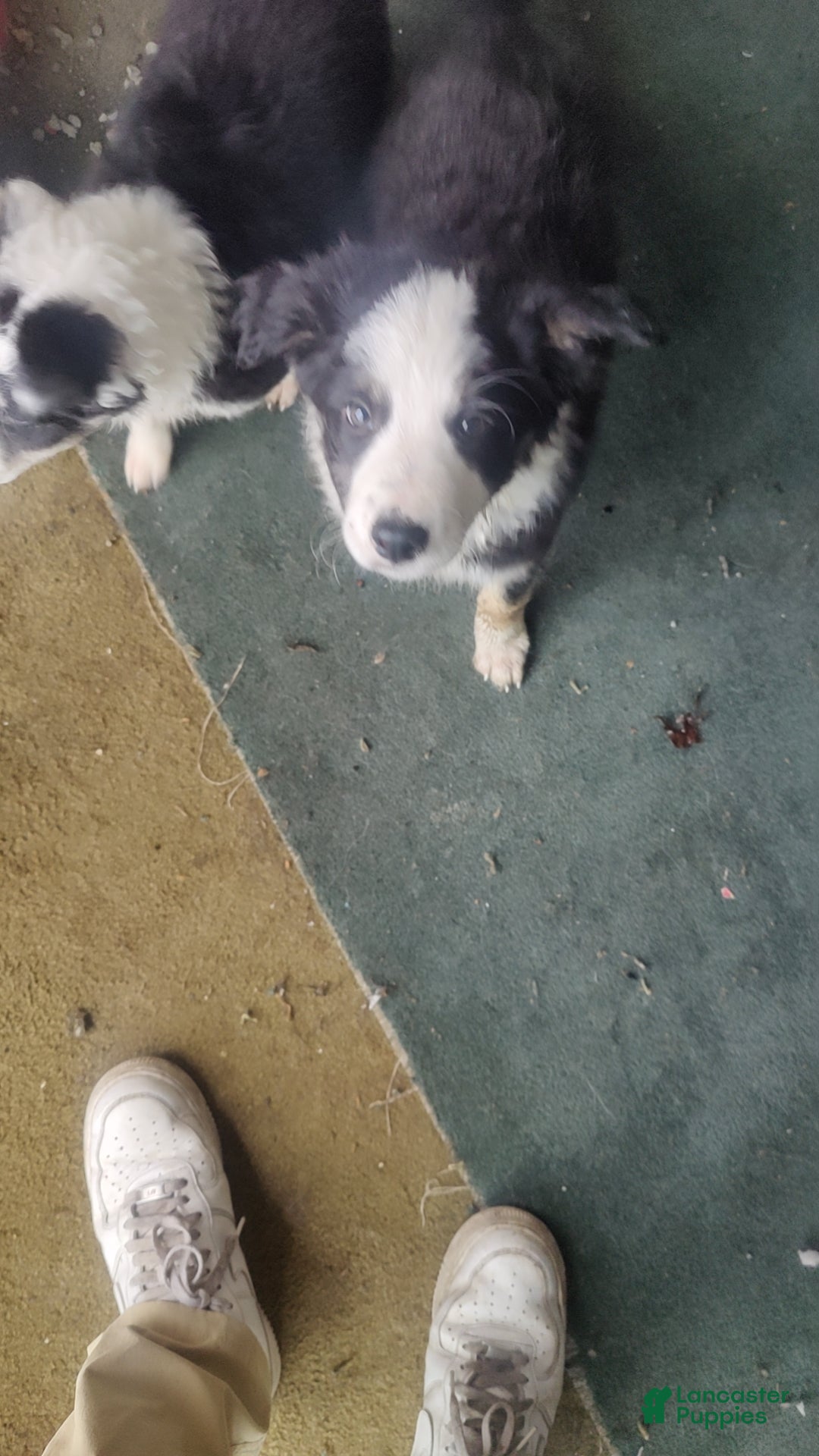 Border Collie dogs Border Collie Puppy 1 - Ad 42