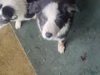 Border Collie dogs Border Collie Puppy 1 - Ad 14