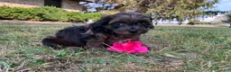 Shihpoo dogs for sale: Missy - Ad 6