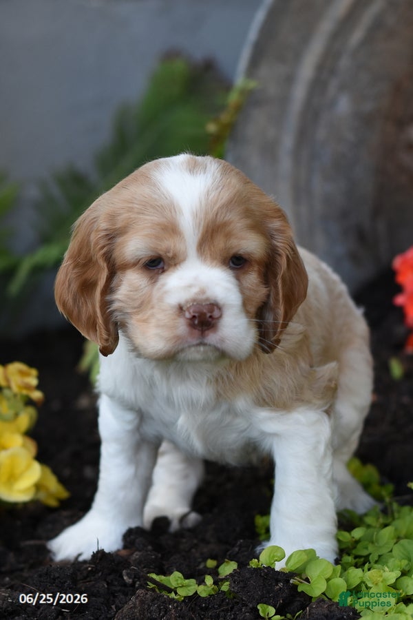 Cocker Spaniel dogs Benji - Ad 2